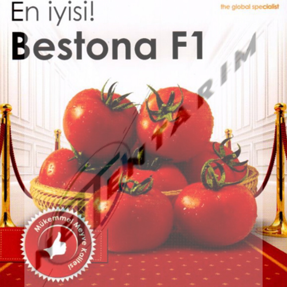 BESTONA F1 SIRIK DOMATES FİDESİ