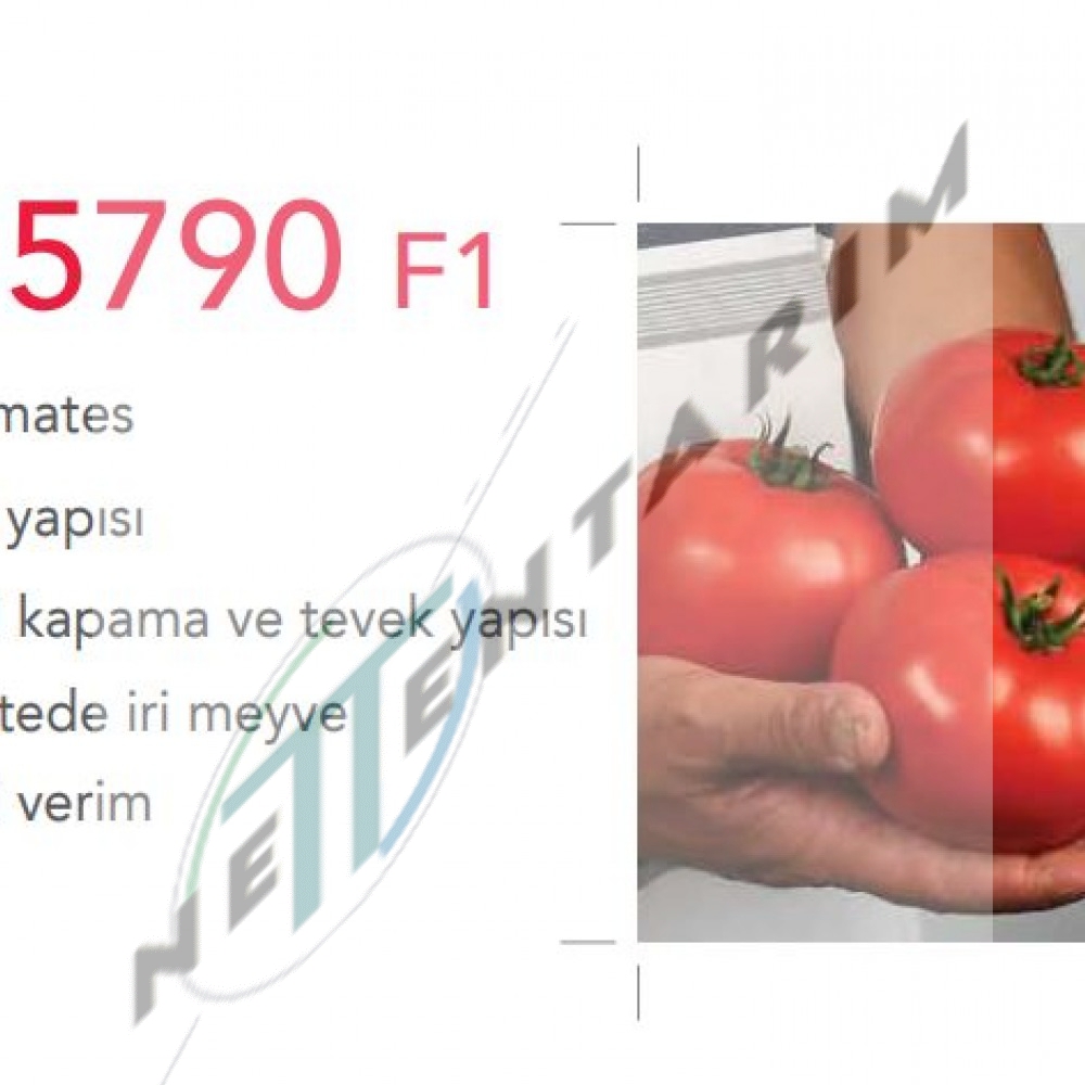 HMX 5790 F1 OTURAK DOMATES FİDESİ